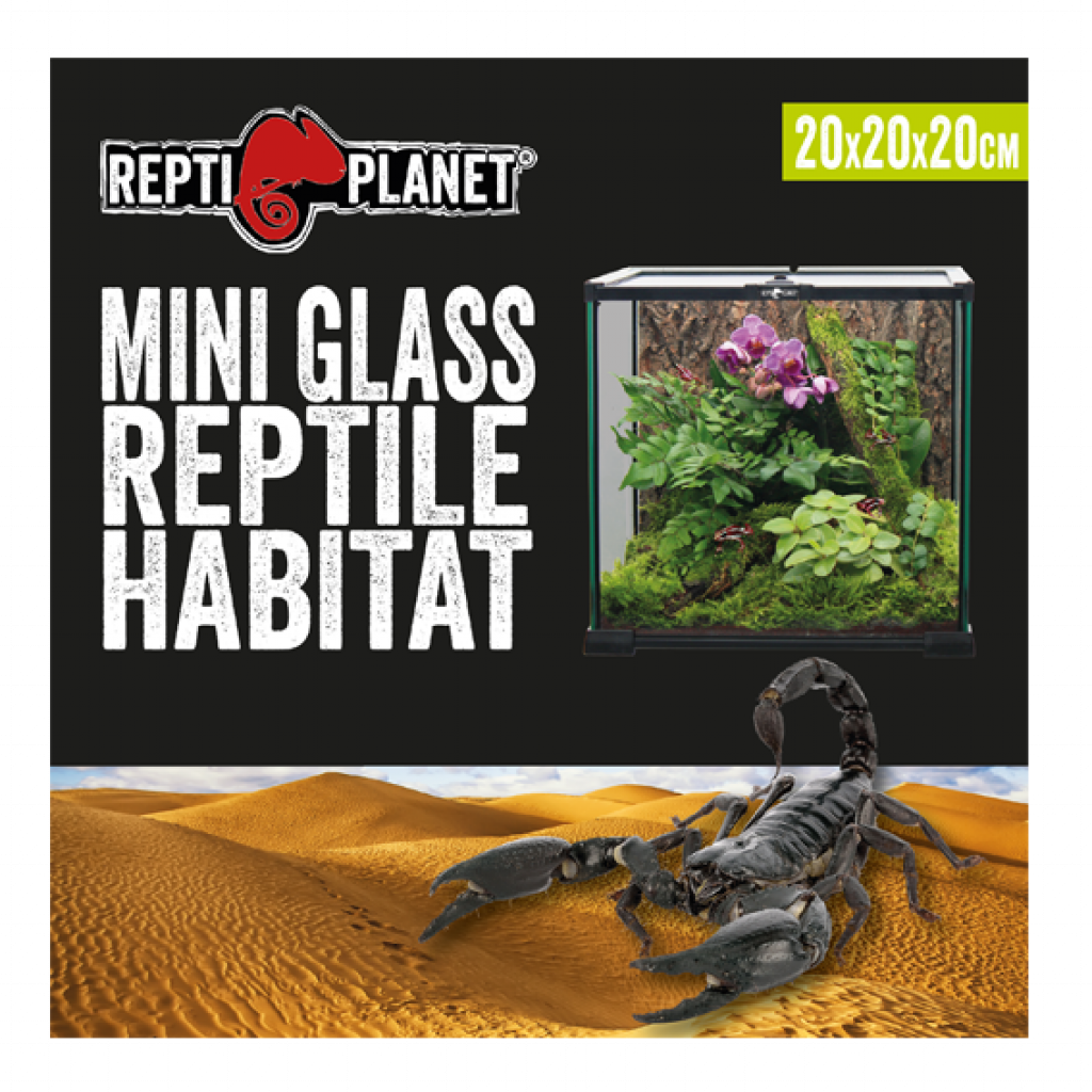 Mini Glas Terrarium